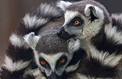 《女神异闻录3 Reload》试玩版上线 游玩进度可以转移至正式版